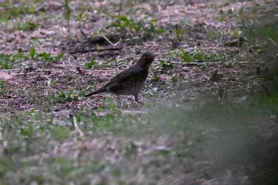 Image of Janpanese Thrush