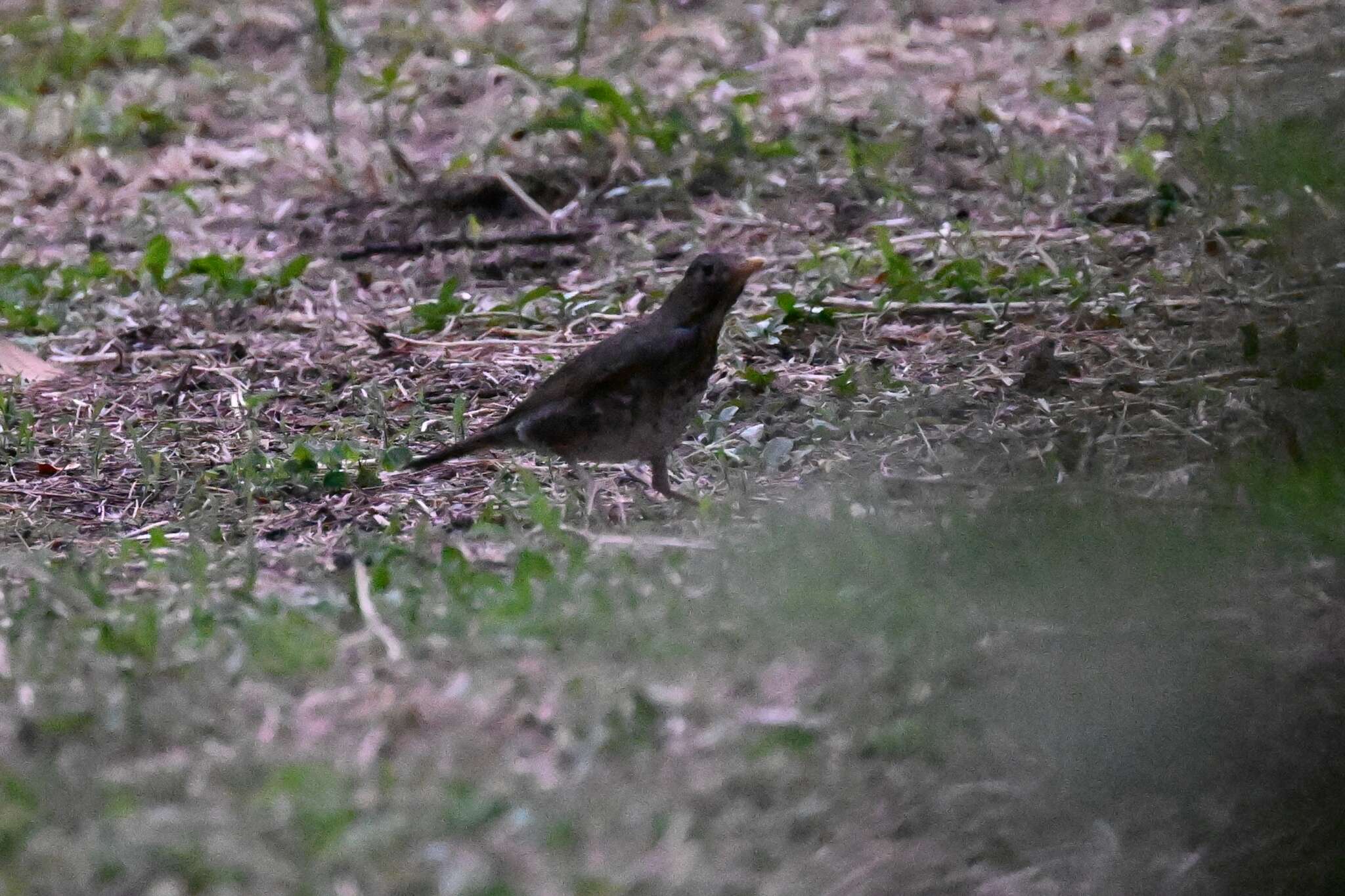 Image of Janpanese Thrush