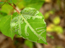 Image of Common Aspen Leaf Miner