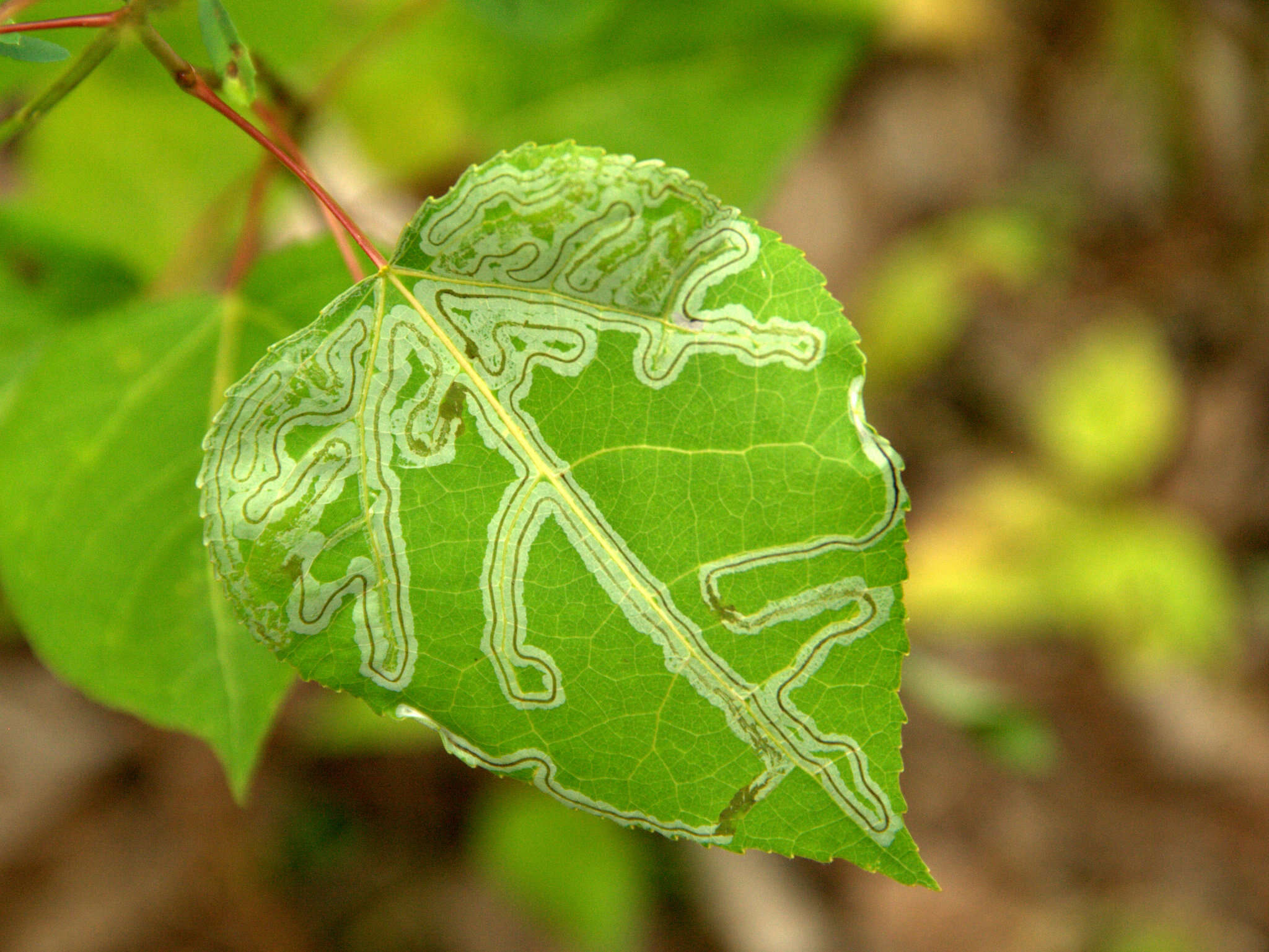 Image of Common Aspen Leaf Miner