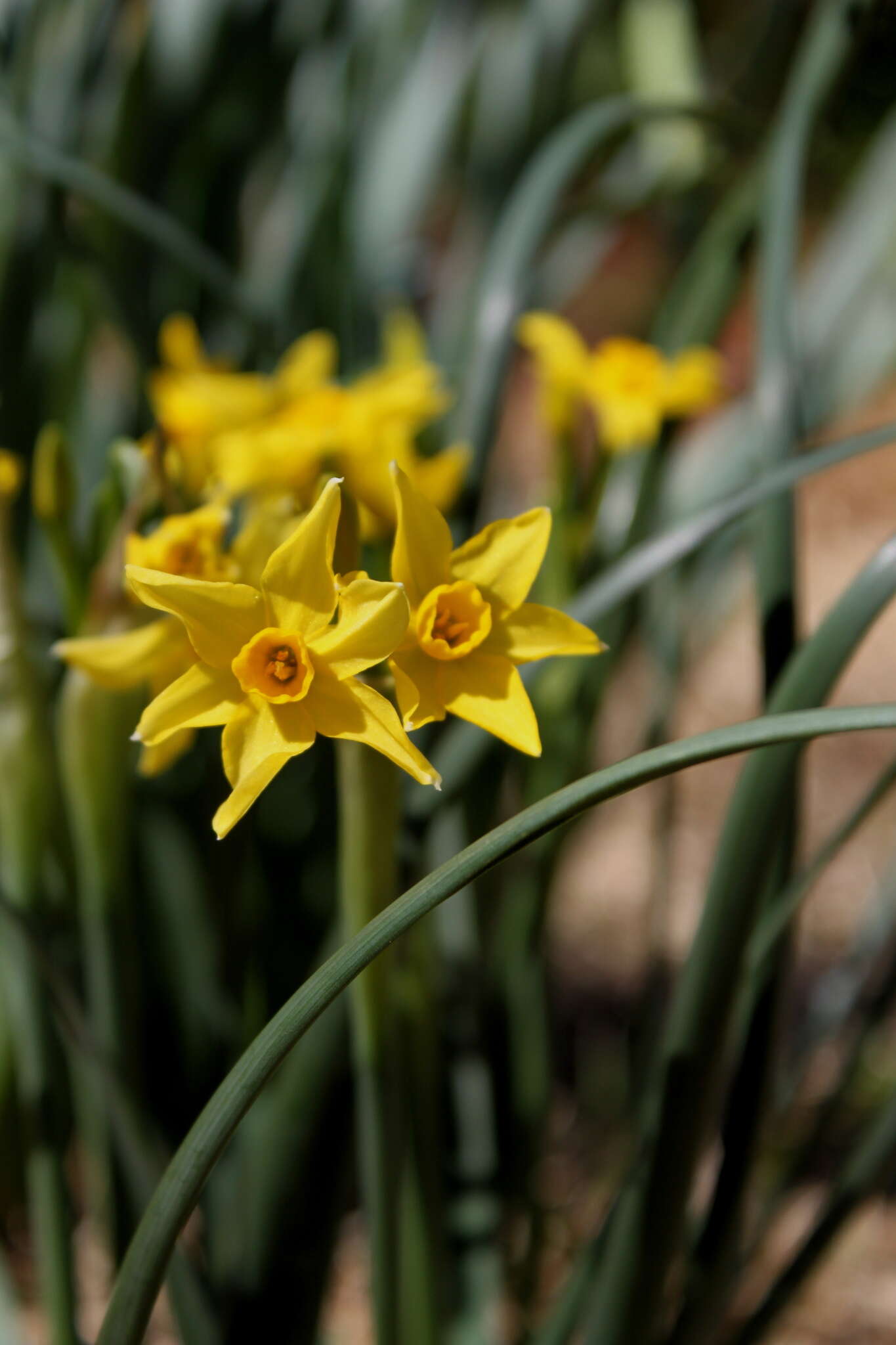 Image de Narcissus compressus Haw.