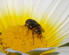 Stomorhina lunata (Fabricius 1805) resmi