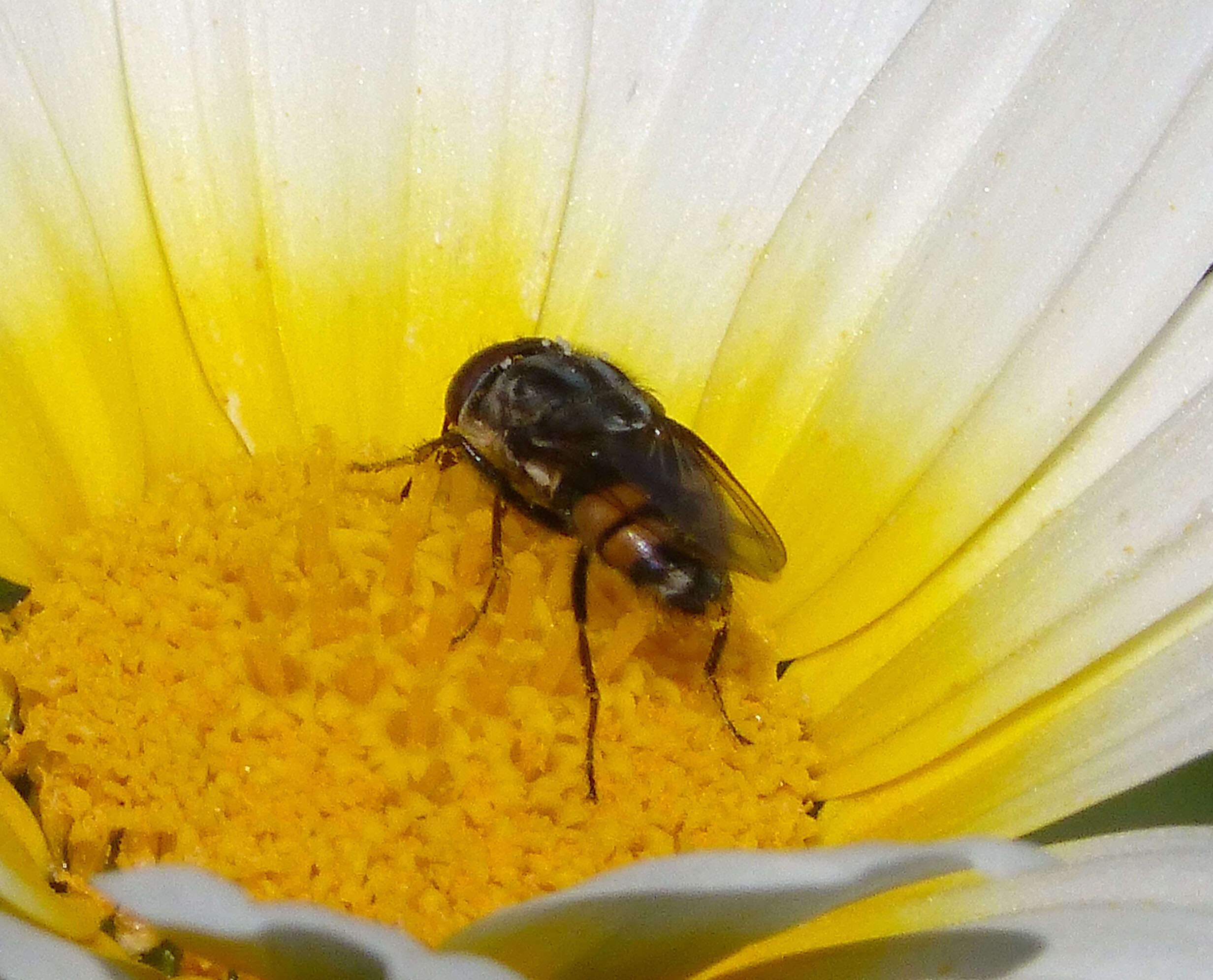 Stomorhina lunata (Fabricius 1805) resmi