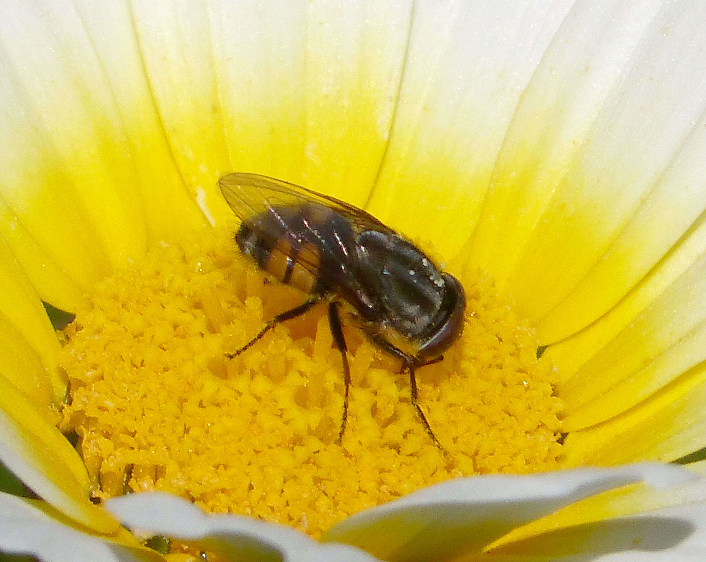 Stomorhina lunata (Fabricius 1805) resmi