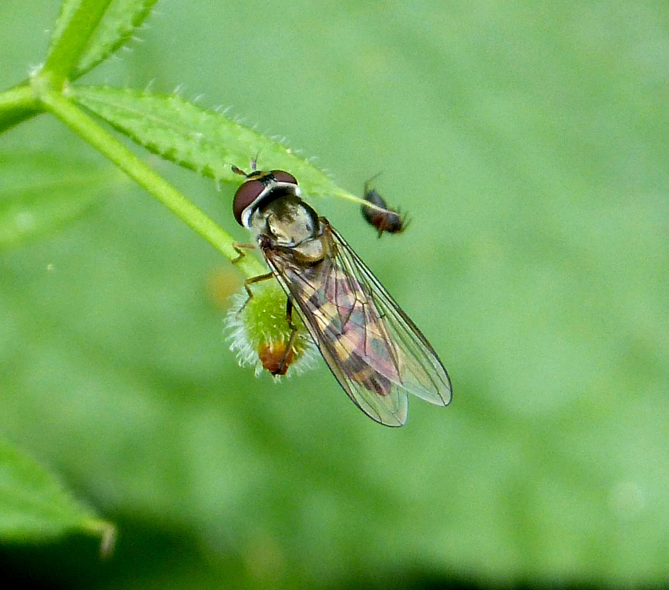 Image of Meliscaeva auricollis (Meigen 1822)