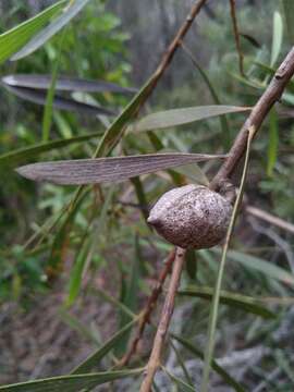 Image of Hakea dactyloides (Gaertn. fil.) Cav.