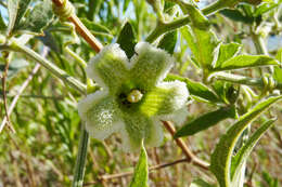 صورة Cayaponia bonariensis (Mill.) Mart. Crov.