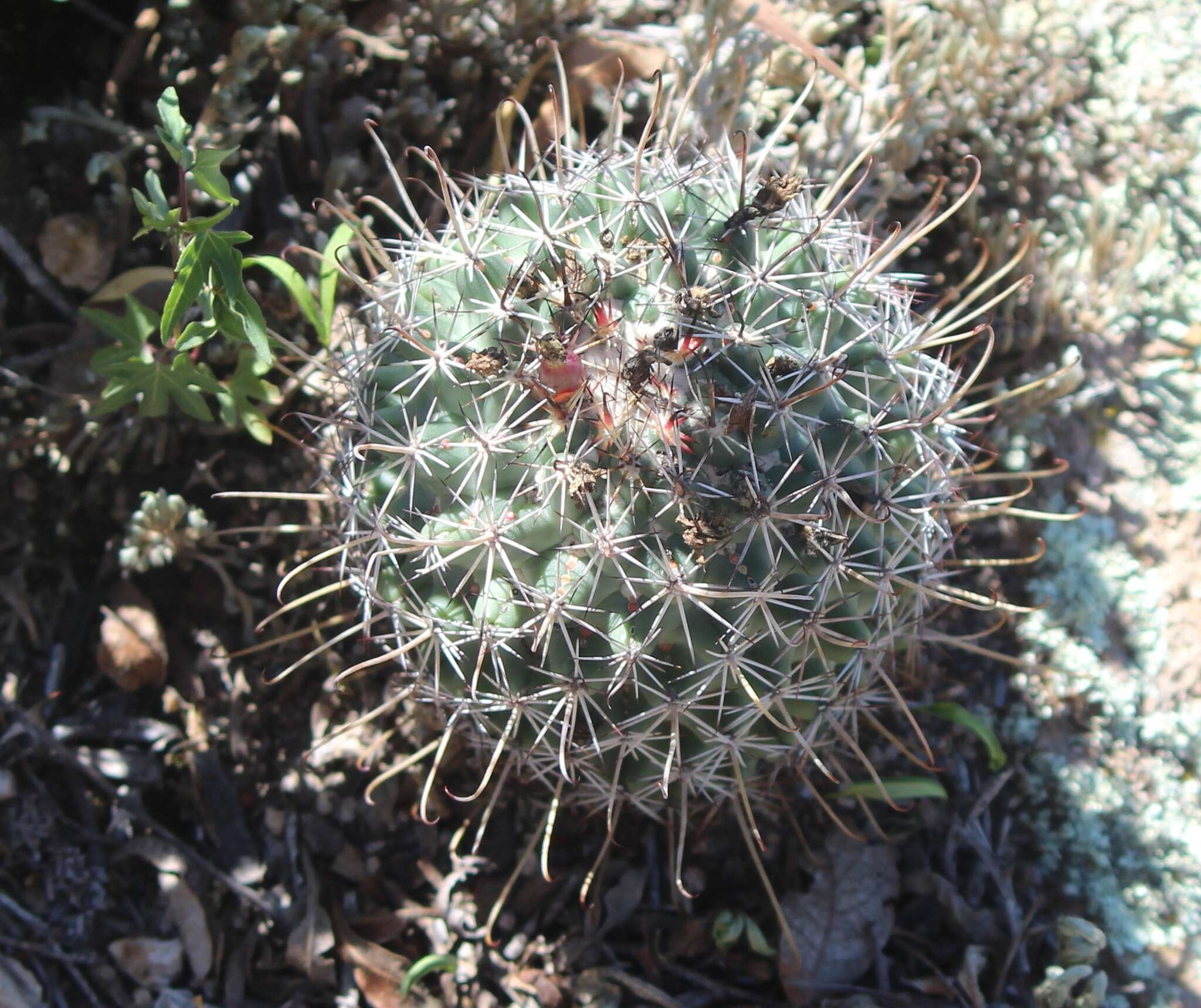 Image of Coryphantha clavata subsp. stipitata (Scheidw.) Dicht & A. Lüthy