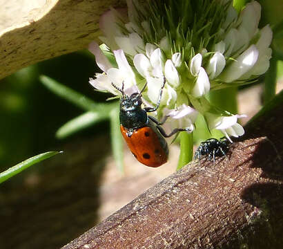 Image of Lachnaia tristigma