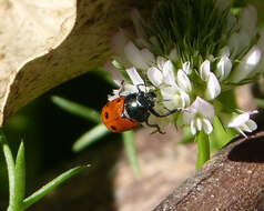 Image of Lachnaia tristigma