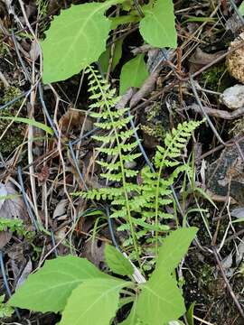 Plancia ëd Asplenium incisum Thunb.