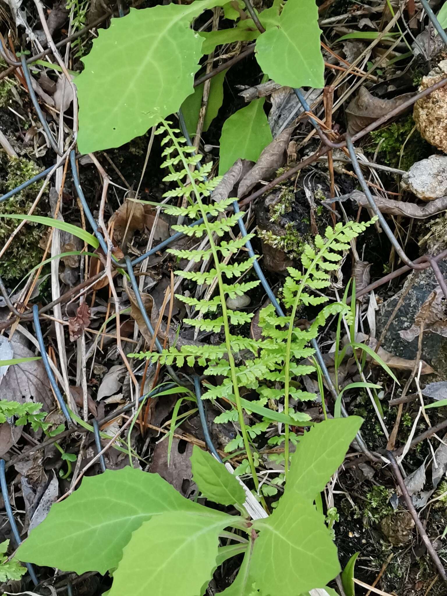 Image of Maidenhair Spleenwort