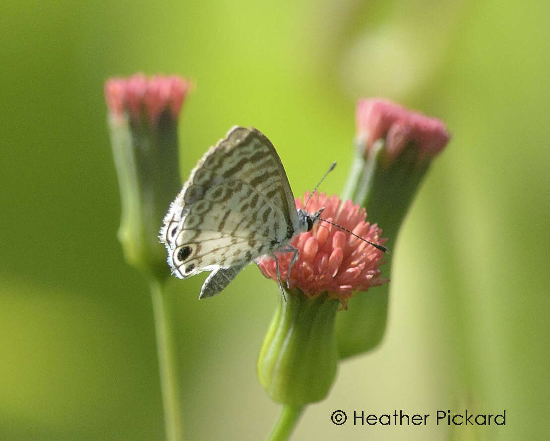 صورة Leptotes cassius (Cramer (1775))