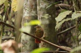 Image of Buff-throated Foliage-gleaner