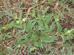 Image of Aristolochia angustifolia Cham.