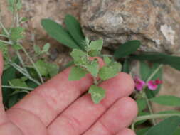 Image of Vernonia arabica F. G. Davies