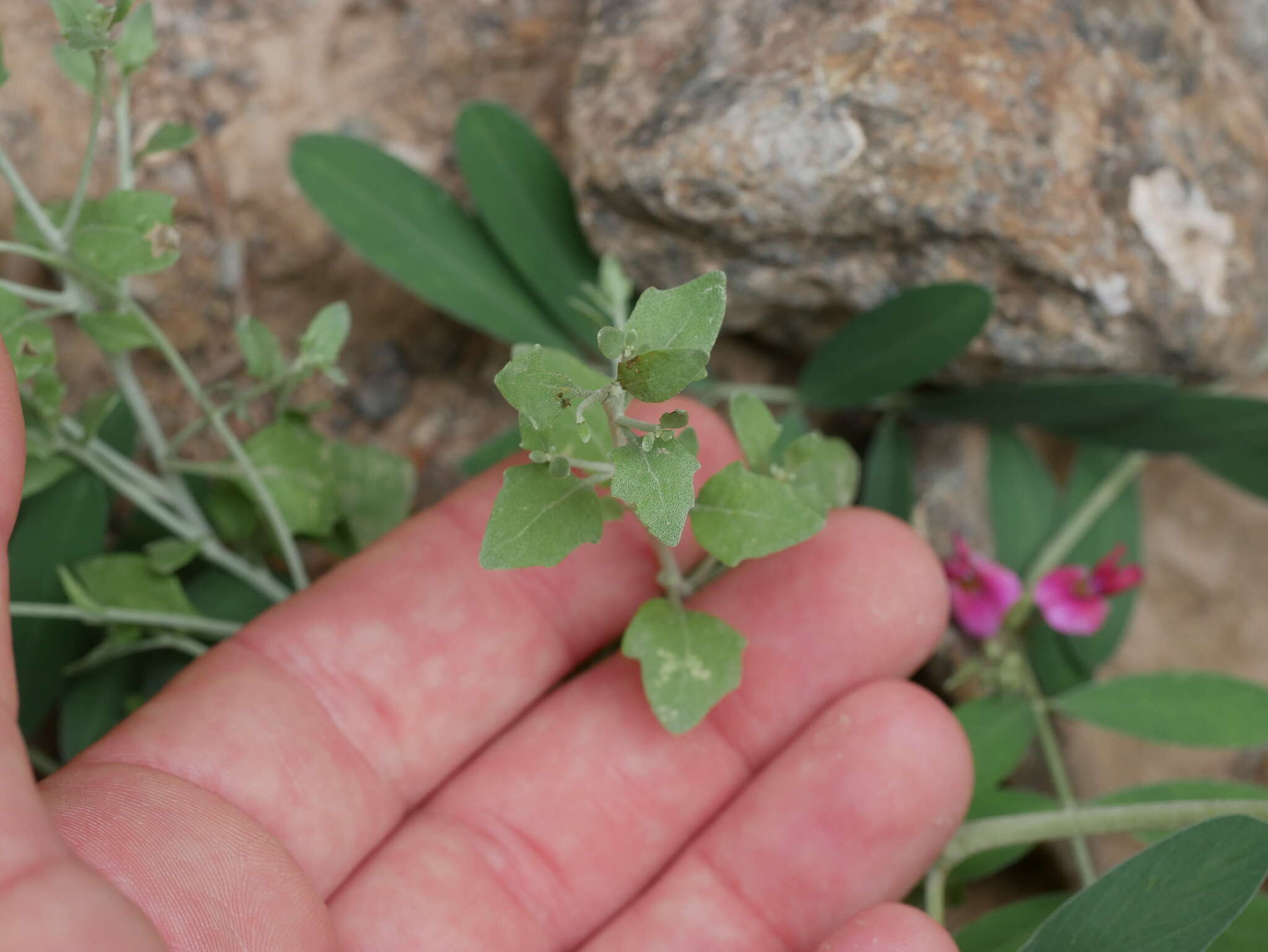 Image of Vernonia arabica F. G. Davies