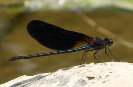 Image of Copper Demoiselle