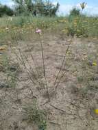 صورة Dianthus polymorphus Bieb.