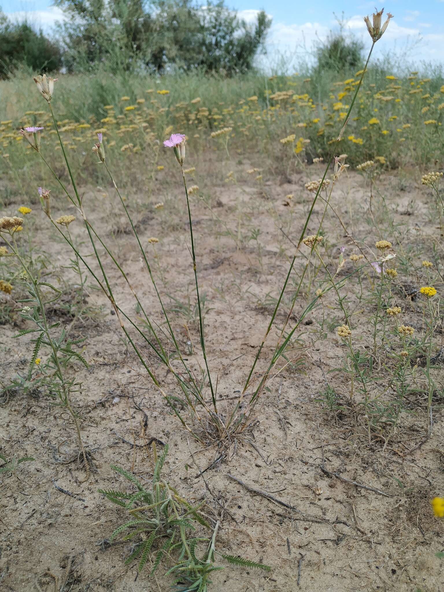 صورة Dianthus polymorphus Bieb.