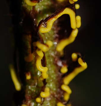 Image of Physarum luteolum