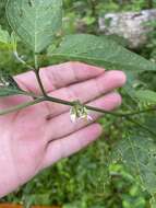 صورة Solanum pseudogracile C. B. Heiser