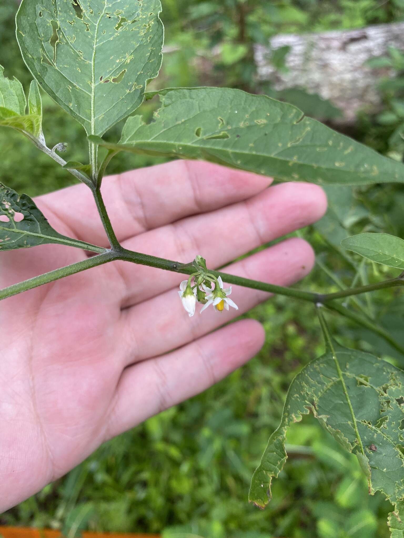 Image of Glowing Nightshade