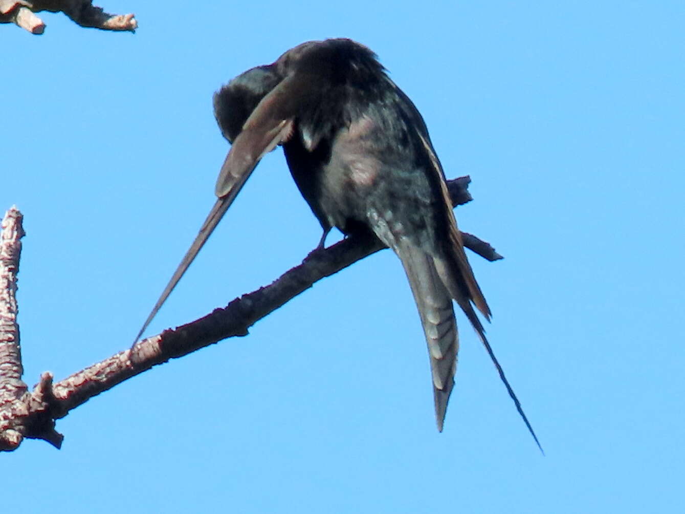 Image of Saw-wing