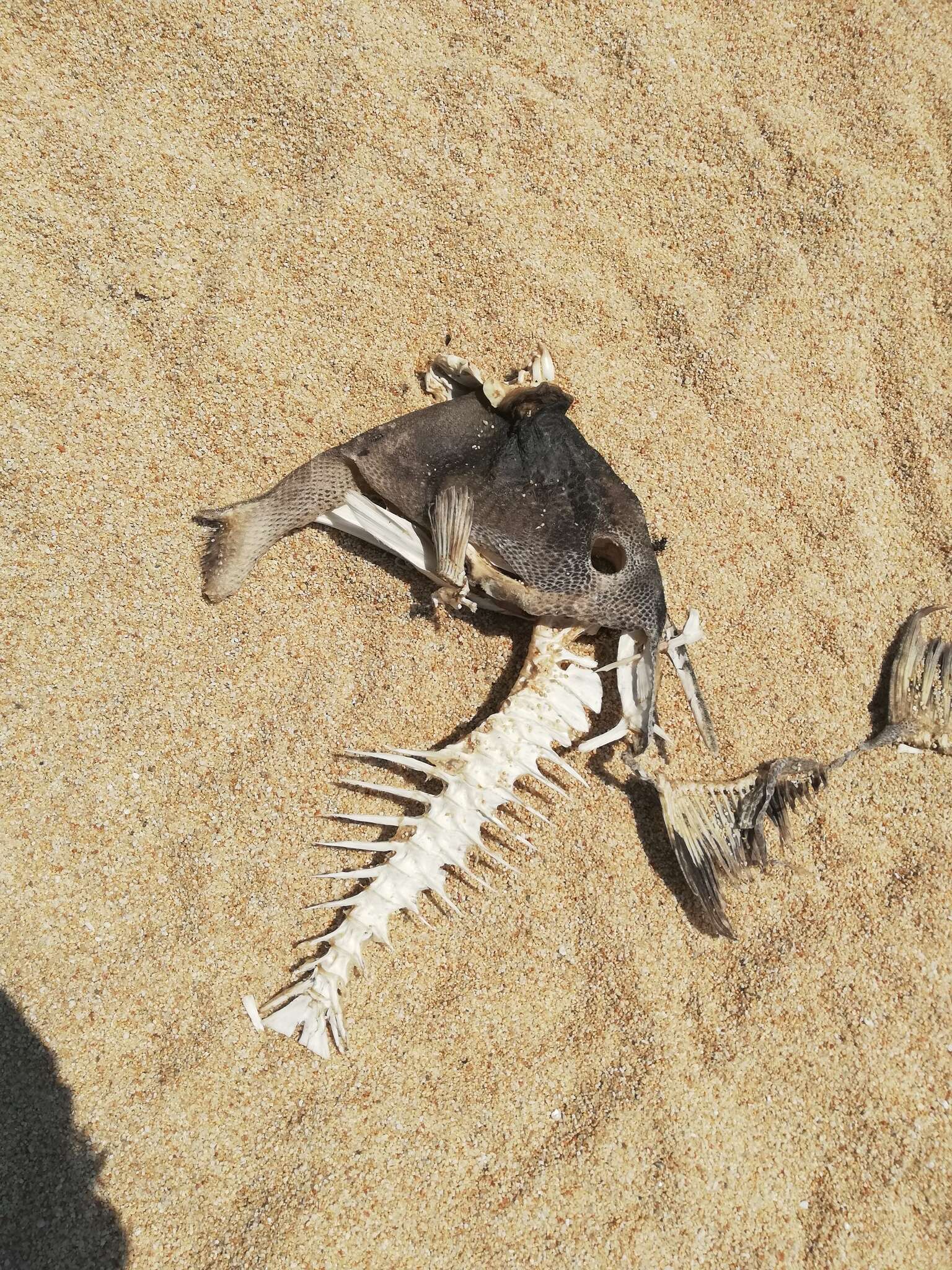 Image of Finescale Triggerfish