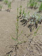 Image of bushy knotweed