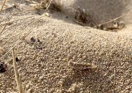 Image of Algarve Sand Grasshopper