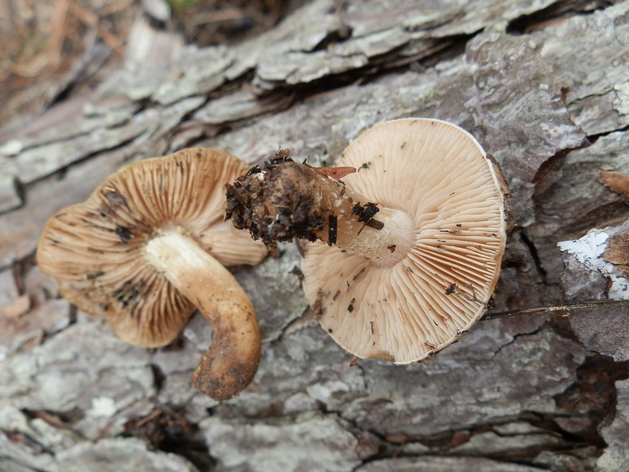 Image of veiled fairy cake