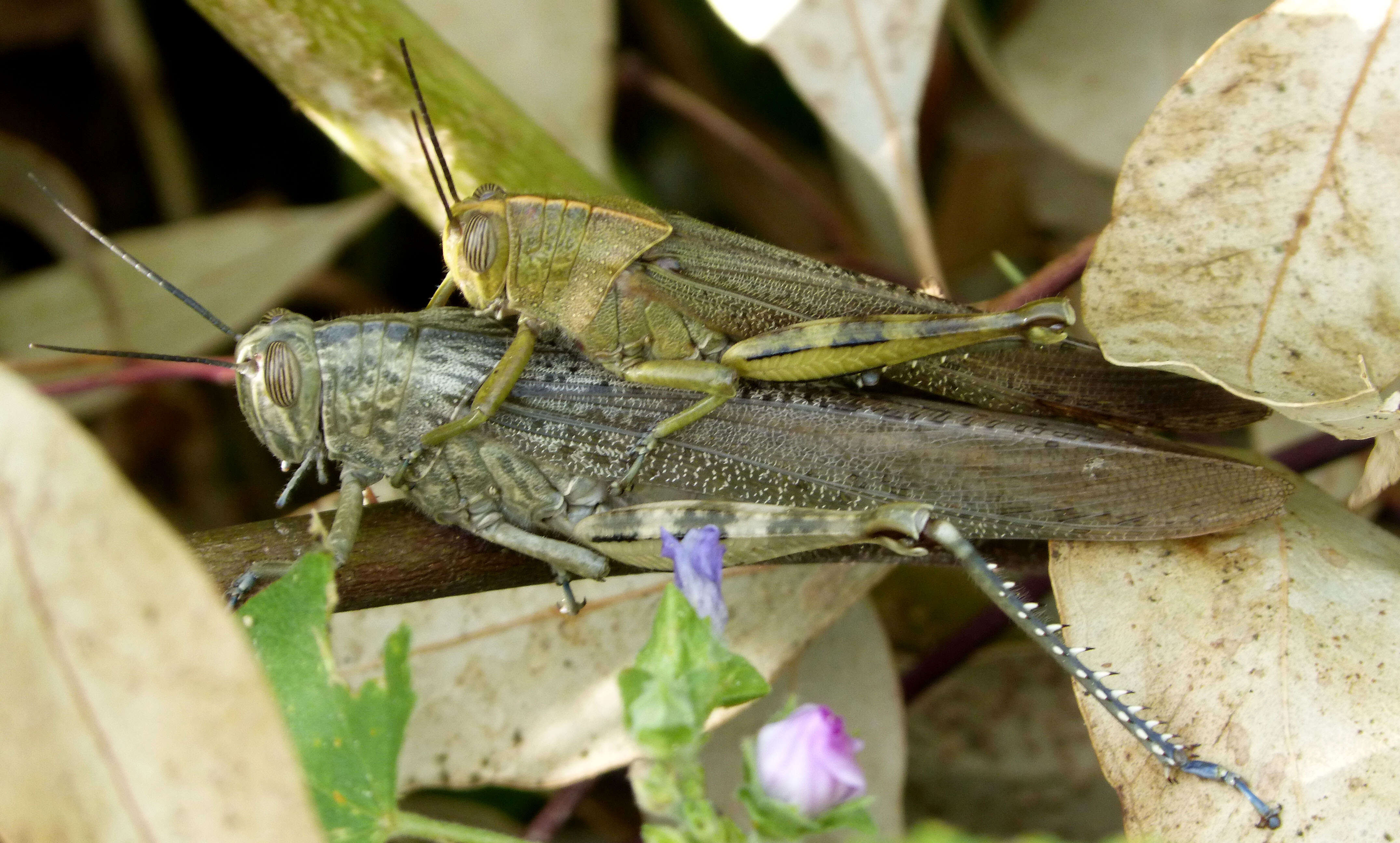 Image of egyptian grasshopper, tree locust