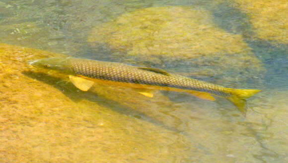 Image of Barbel