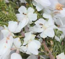 Image of Erica monsoniana var. monsoniana