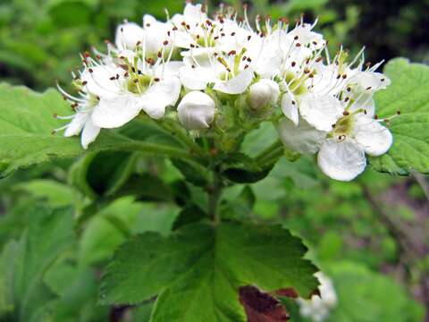 Image de Crataegus maximowiczii C. K. Schneid.