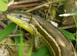 Psammodromus algirus (Linnaeus 1758) resmi