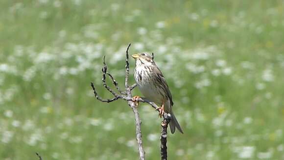 Image of Corn Bunting