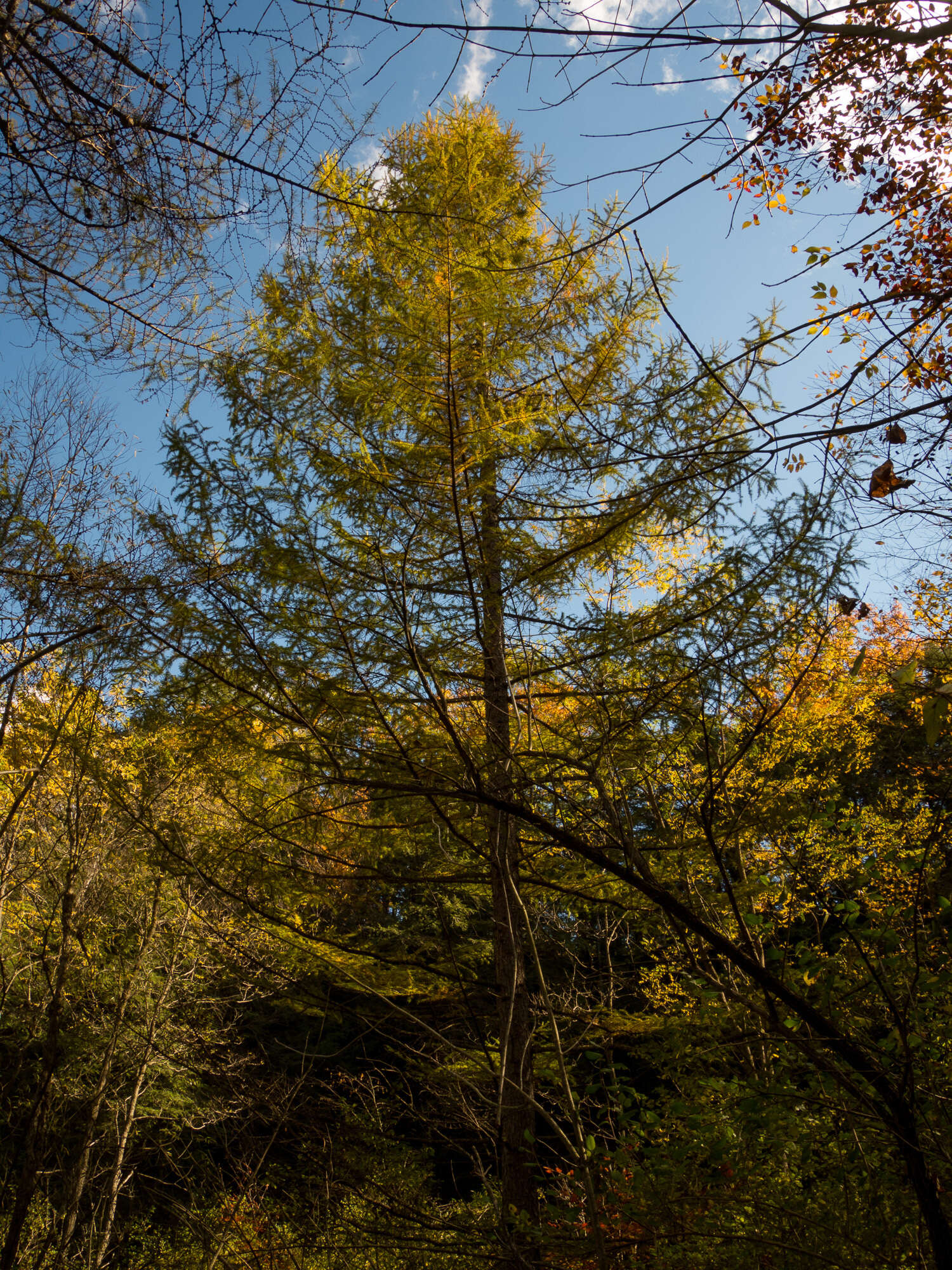 Image of Japanese Larch