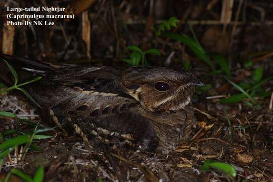 Image of Large-tailed Nightjar