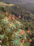 Image of candelabra aloe