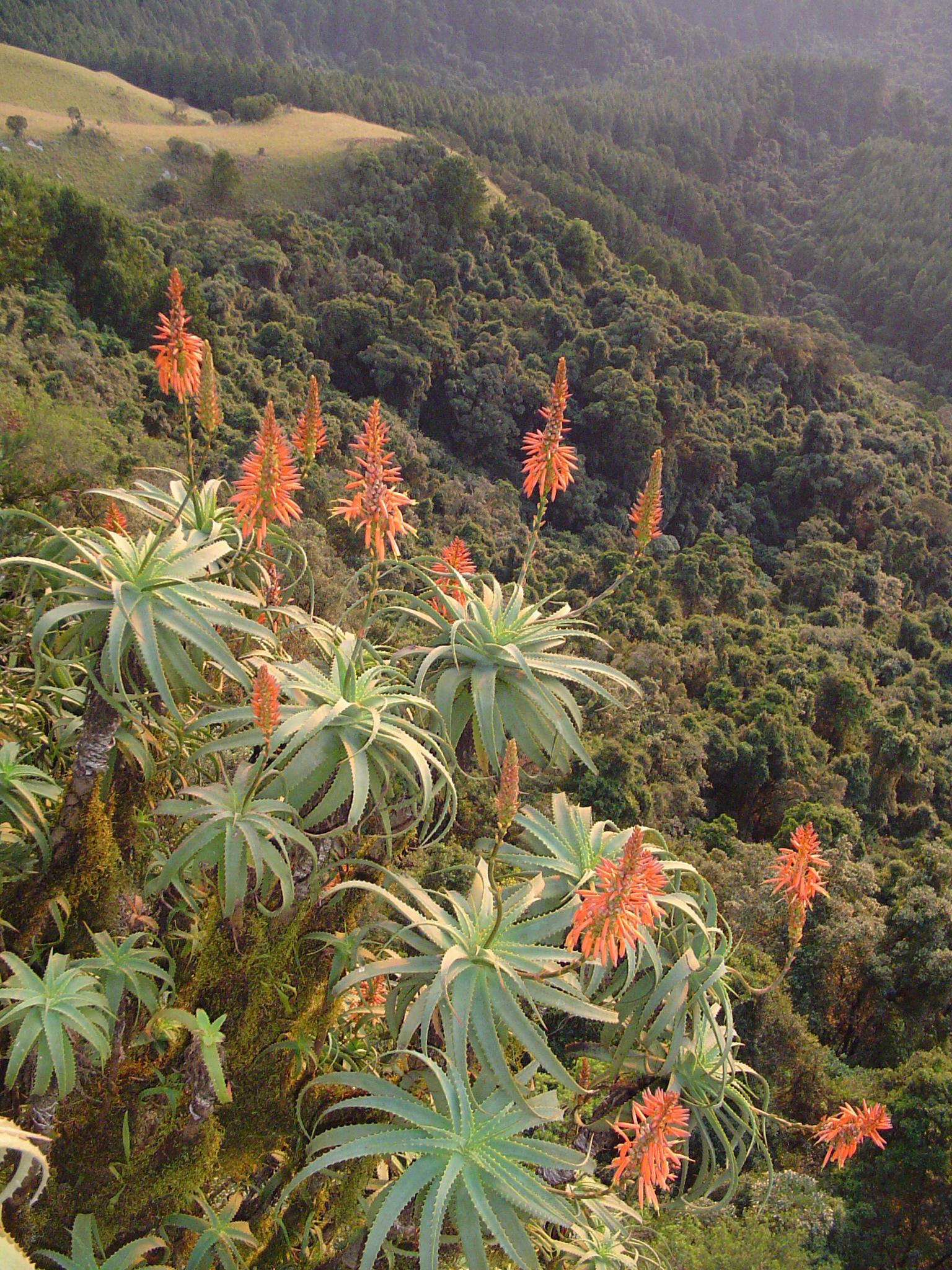 Image of candelabra aloe