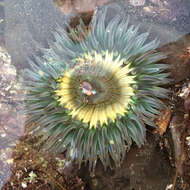 Image of Starburst anemone