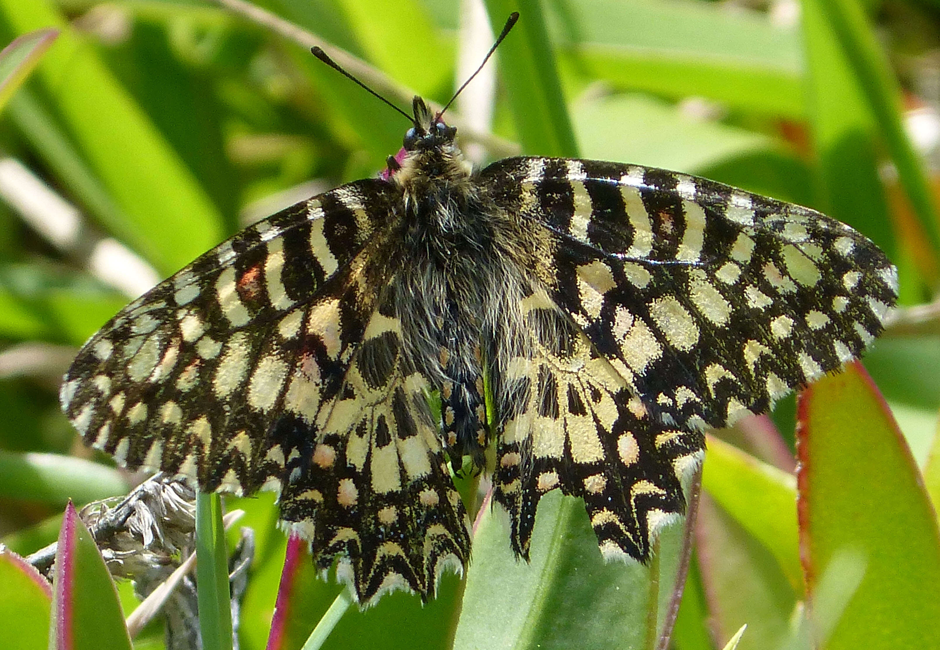 Image of Zerynthia rumina (Linnaeus 1758)