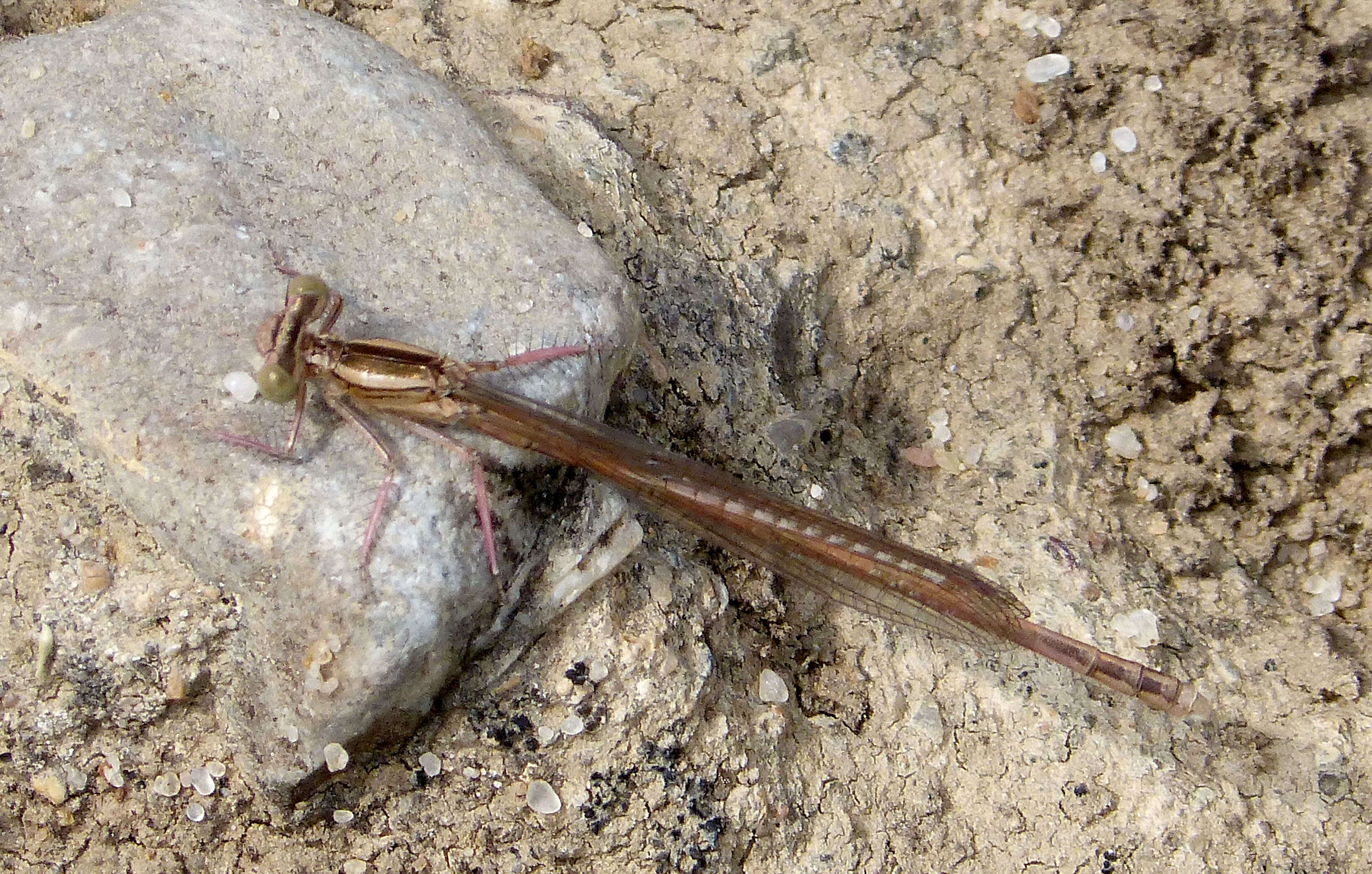 Image of Orange Featherleg