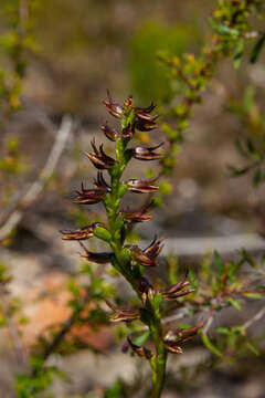 Image of Prasophyllum affine Lindl.