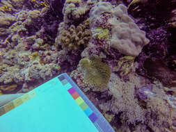 Image of Fluorescence grass coral