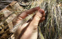 Image of desert needlegrass