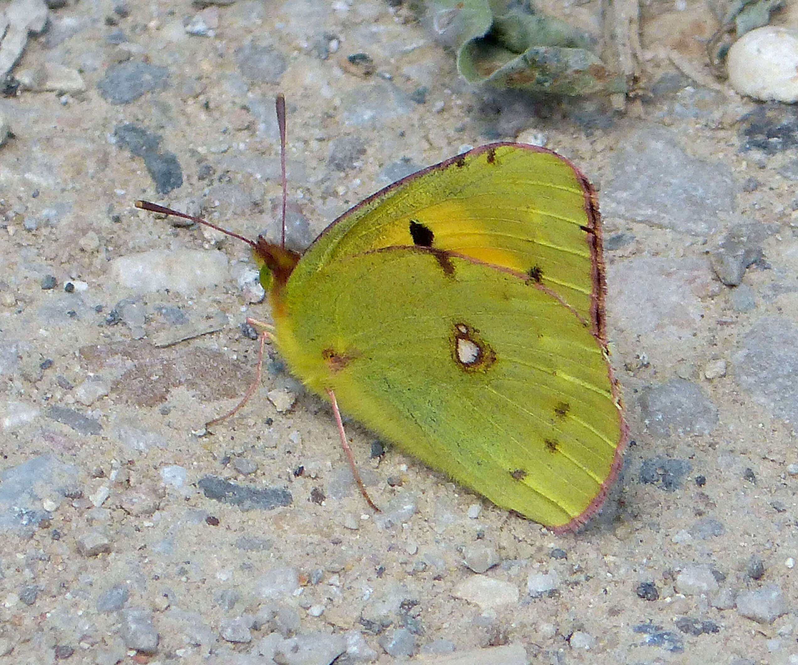 Image of clouded yellow