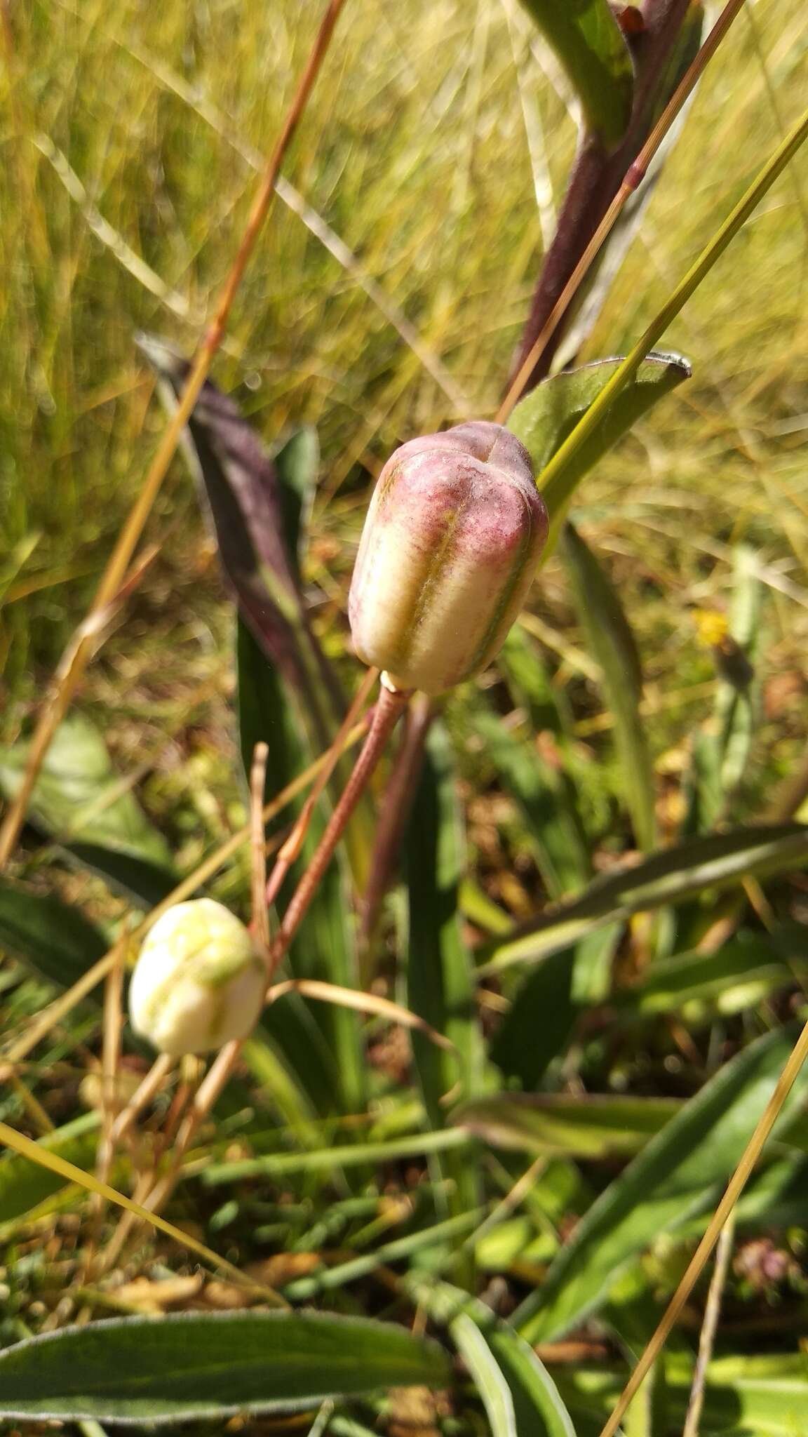 Image of Fritillaria pyrenaica L.